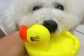 我是果果，我为小黄鸭代言！图片
