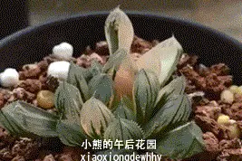 武汉公交帅哥玩出多肉爱马仕！看他弄植物可以看一天图片