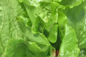 备孕吃什么 男人备孕这些食物不可缺图片