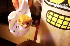 铲屎官一点一点纪录小猫从刚出生到一个月的时光图片