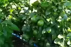 媳妇老家种的红心木瓜、青柠檬、小米蕉大丰收，我们有得吃了！图片