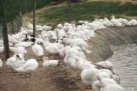 说说那些年我是怎么样养殖番鸭的图片