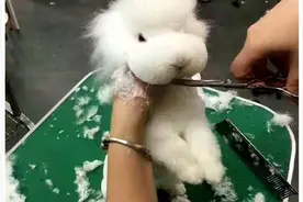 如何把兔子变成泰迪，但是这兔子带美瞳了？图片