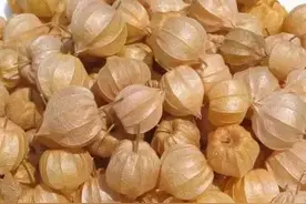 东北老家的一种野果叫菇茑 药用价值真不少图片