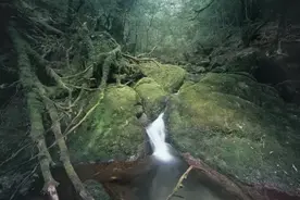 宫崎骏的屋久岛：神性的森林图片