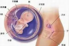 孕育周刊 | 怀孕期 第10周图片