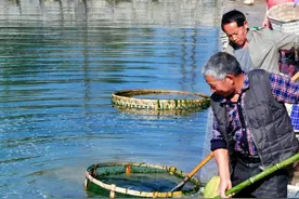 苔条，看看它是怎么收获的图片