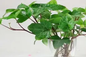 九月小清新：推荐你放一些水培植物在家里图片