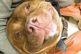 差点被安乐死的比特犬，被新主人领养后成一个移动笑脸了！图片