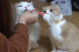 主人偏心，橘猫看着白猫吃那么多零食，内心是崩溃的图片