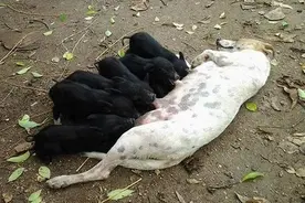 狗妈妈收养5只孤儿小猪，到时间自动来喂奶，邻居们围观图片