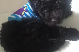 狗狗剪毛之后竟然没人相信是泰迪图片