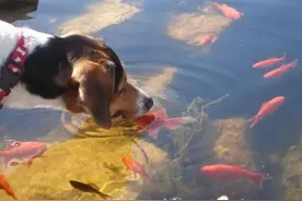 动物萌图猪猫狗一起来图片