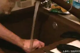 拯救猫奴大作战！喵星人惊见猫奴洗手立刻出手阻止！图片