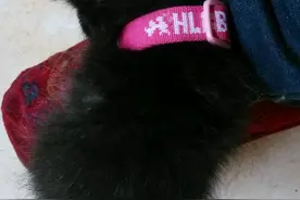 一网友表示妈妈很不喜欢猫，结果收养的猫刚来一天就俘虏了妈妈图片