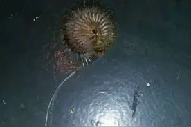 钓到一条可怕的怪虫，浑身长满毛刺，很瘆人图片