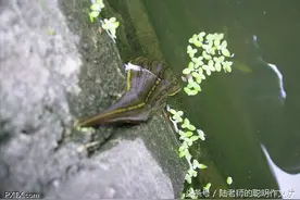 蚂蟥也是坐骑！蚯蚓钻进小鸡鸡，用水鸭子吸出来。图片