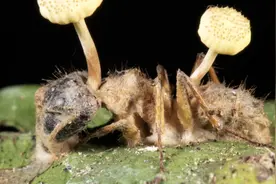 BBC地球频道——善于操控动物的十大寄生虫图片