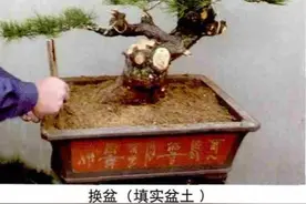 黑松盆景怎样制作图片