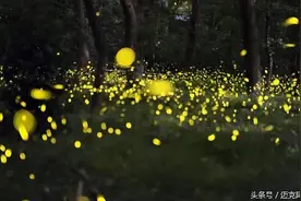 亲爱的，还记得那年夏天吗图片
