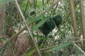 生命终结之前开出最珍贵的果实，竹子结出了果实图片