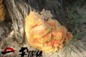 柳树上冒出黄金蘑菇！重达5.6公斤！散发着香味，神马鬼？图片