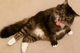 今日笑料精选：这只猫咪要嗨上天了！....图片