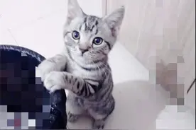 当小萌宠猫咪遇上最喜欢的玩具的时候！它们就变成了这样图片