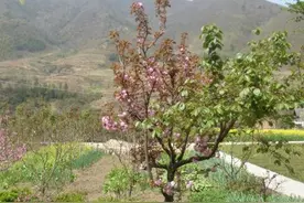 农民樱花树上嫁接樱桃，一半赏花，一半结果，真稀罕图片