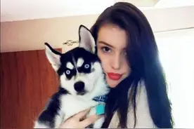 网红哈士奇治愈主人抑郁症图片