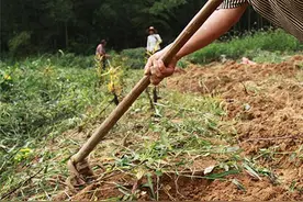 原来百合是这样种的，它是长在土里的！图片