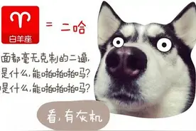 12星座的专属狗脾气，快来看看你和哪条狗是一个星座的吧图片