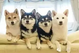 一只柴犬会拆家，那养四只会是怎么样的酸爽呢图片