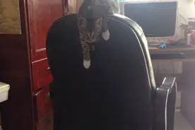 猫咪特别凶残，完全不让摸，老是咬人图片