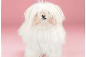 发型改变气质，这些汪星人做起发型来萌得主人都不认得它是谁图片