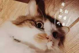 广州传统：食蛋挞图片