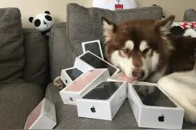王思聪家的狗都用上iPhone7了，频频炫富却不挨批的真相图片