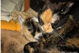 猫咪在山上发现一只小羊，紧抱不肯放手，竟要求主人带回家一起养图片