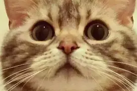 小猫咪我只是想喝口水而已图片