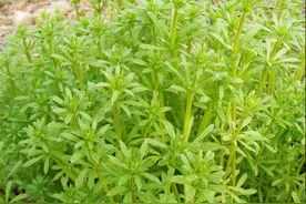 小时候打的猪草，是清热解毒，善治泌尿系疾病的中药图片