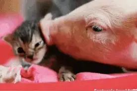小猪猪和喵星人的一往情深，超感动图片