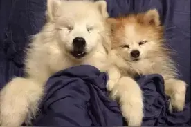 一只盲犬跟它的导盲犬的友谊，暖化了图片