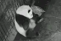 国宝大熊猫，生宝宝的方式居然是这样的！图片