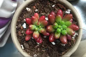 新手多肉植物为什么难养活？多肉化水黑腐 养护介绍  经典收藏图片