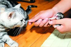 母猫剖腹产后拒产奶，不喂养甚至咬死幼崽！图片