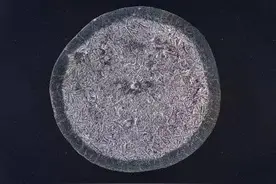 显微镜下的眼泪图片