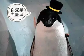 你以为他们在喂企鹅，其实他们在练腹肌图片