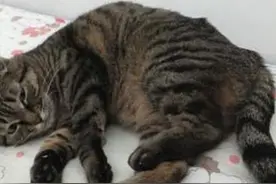 小猫遭踢打致穿肺，好心人助其脱离危险期图片