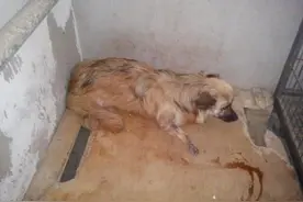 救助残疾流浪狗，被车碾压只剩三条腿瑟瑟发抖，医生都看哭了！图片