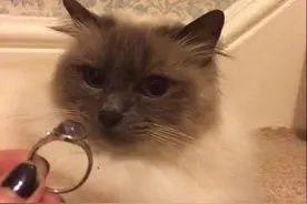 小猫偷偷把主人的戒指藏起来，被发现后，它竟笑嘻嘻的自己戴上了图片